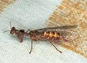 Mantispa_styriaca_F2206_Z_86_Les Gris_Frankrijk